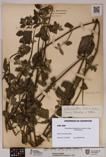 Alternanthera halimifolia [Espécimen: UDEC:CONC:0019228]