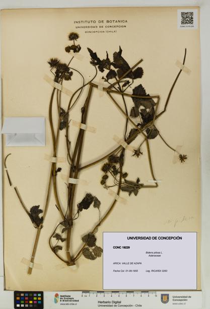 Bidens pilosa [Espécimen: UDEC:CONC:0019229]