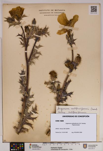 Argemone subfusiformis [Espécimen: UDEC:CONC:0019236]