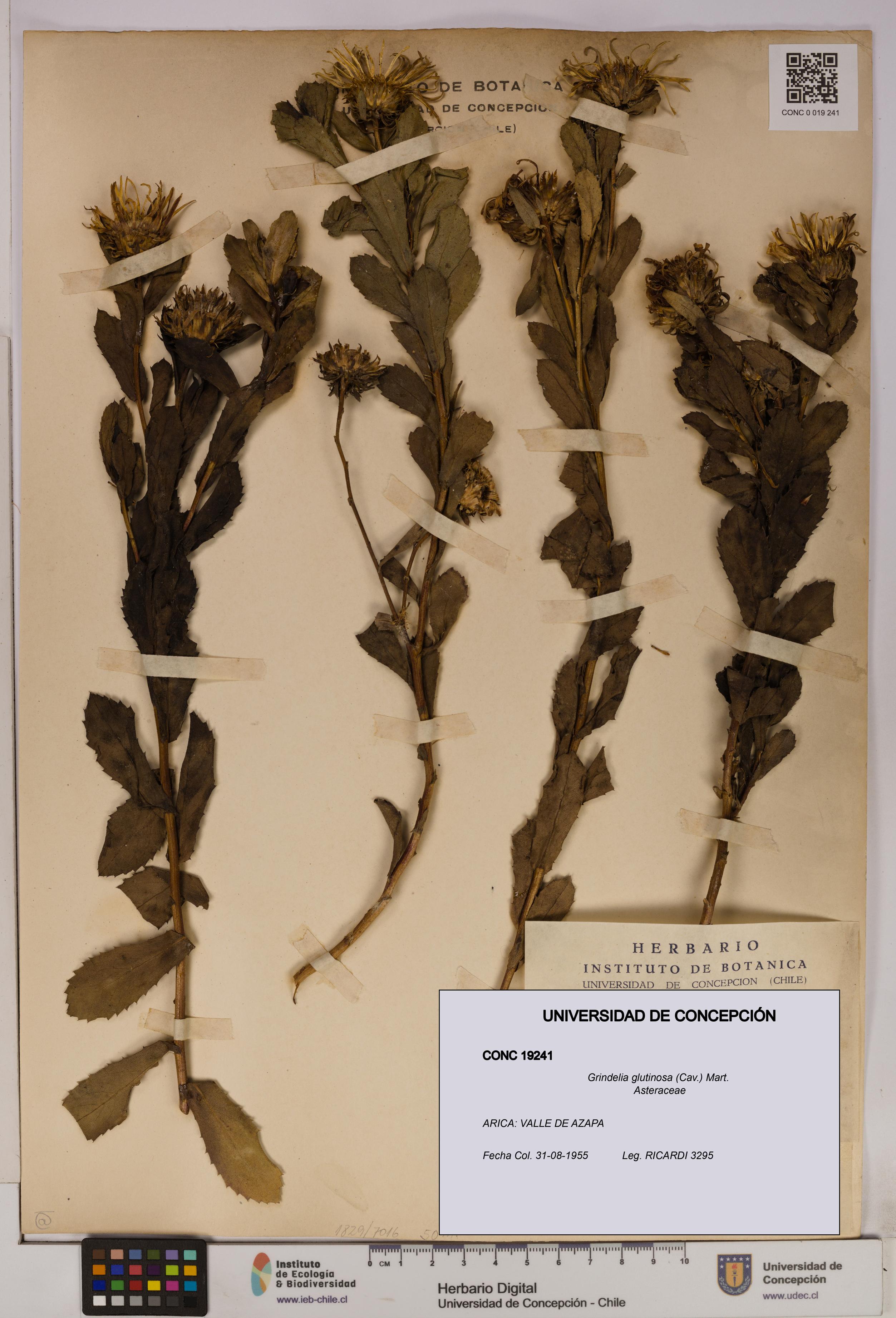 Grindelia glutinosa [Espécimen: UDEC:CONC:0019241]