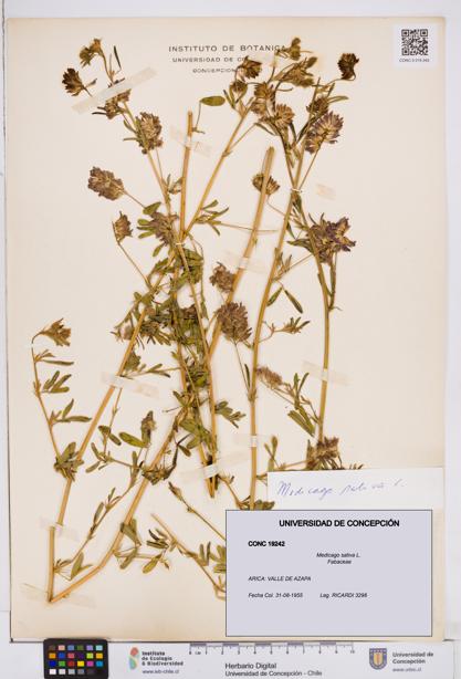 Medicago sativa [Espécimen: ]