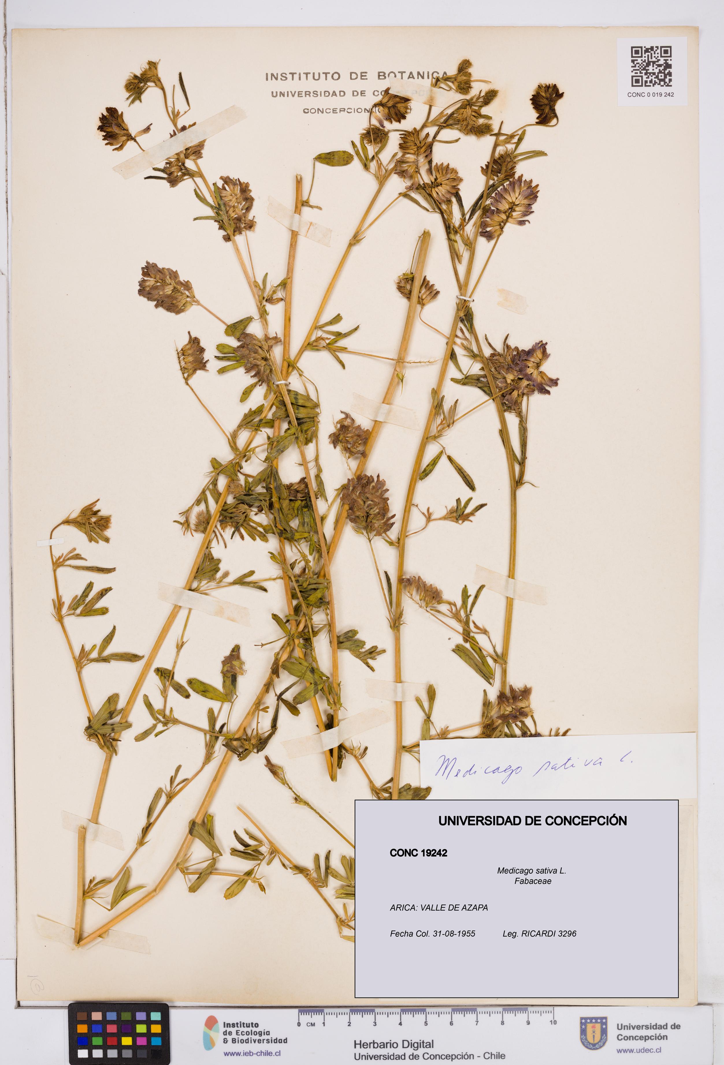 Medicago sativa [Espécimen: ]