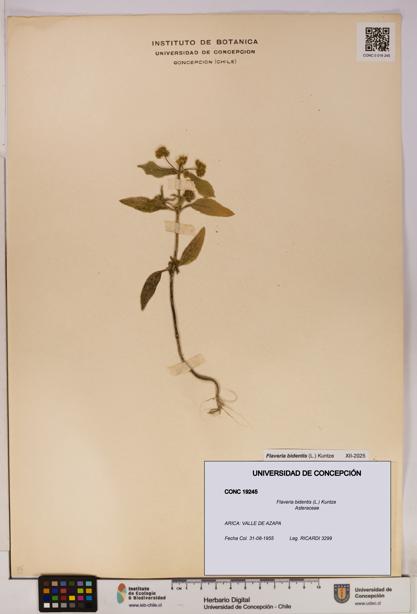Flaveria bidentis [Espécimen: UDEC:CONC:0019245]