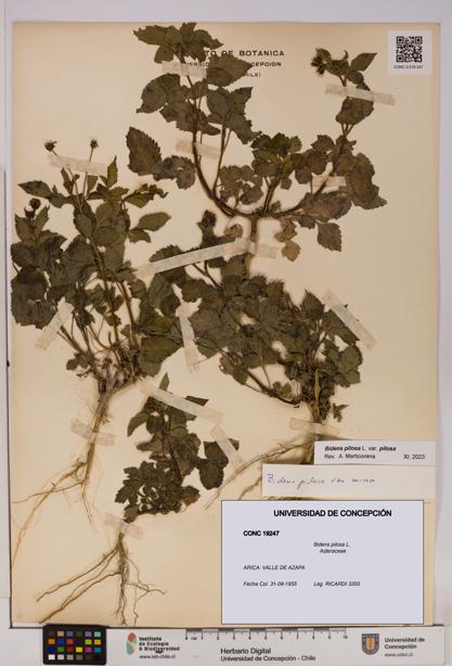 Bidens pilosa [Espécimen: UDEC:CONC:0019247]