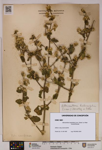 Alternanthera halimifolia [Espécimen: UDEC:CONC:0019251]