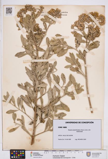 Tessaria absinthioides [Espécimen: ]