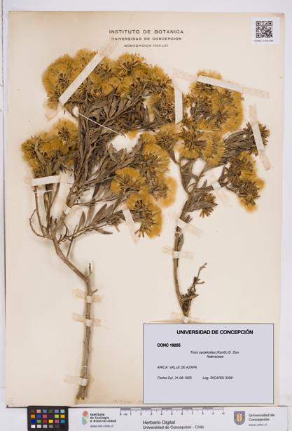 Trixis cacalioides [Espécimen: ]