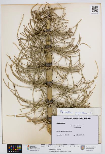 Equisetum xylochaetum [Espécimen: UDEC:CONC:0019262]