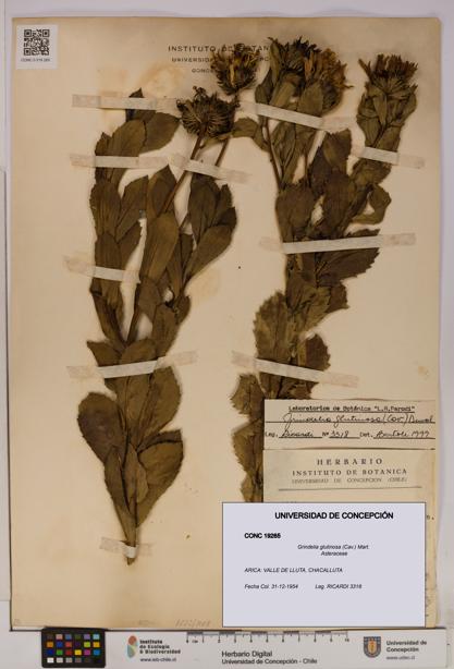 Grindelia glutinosa [Espécimen: UDEC:CONC:0019265]