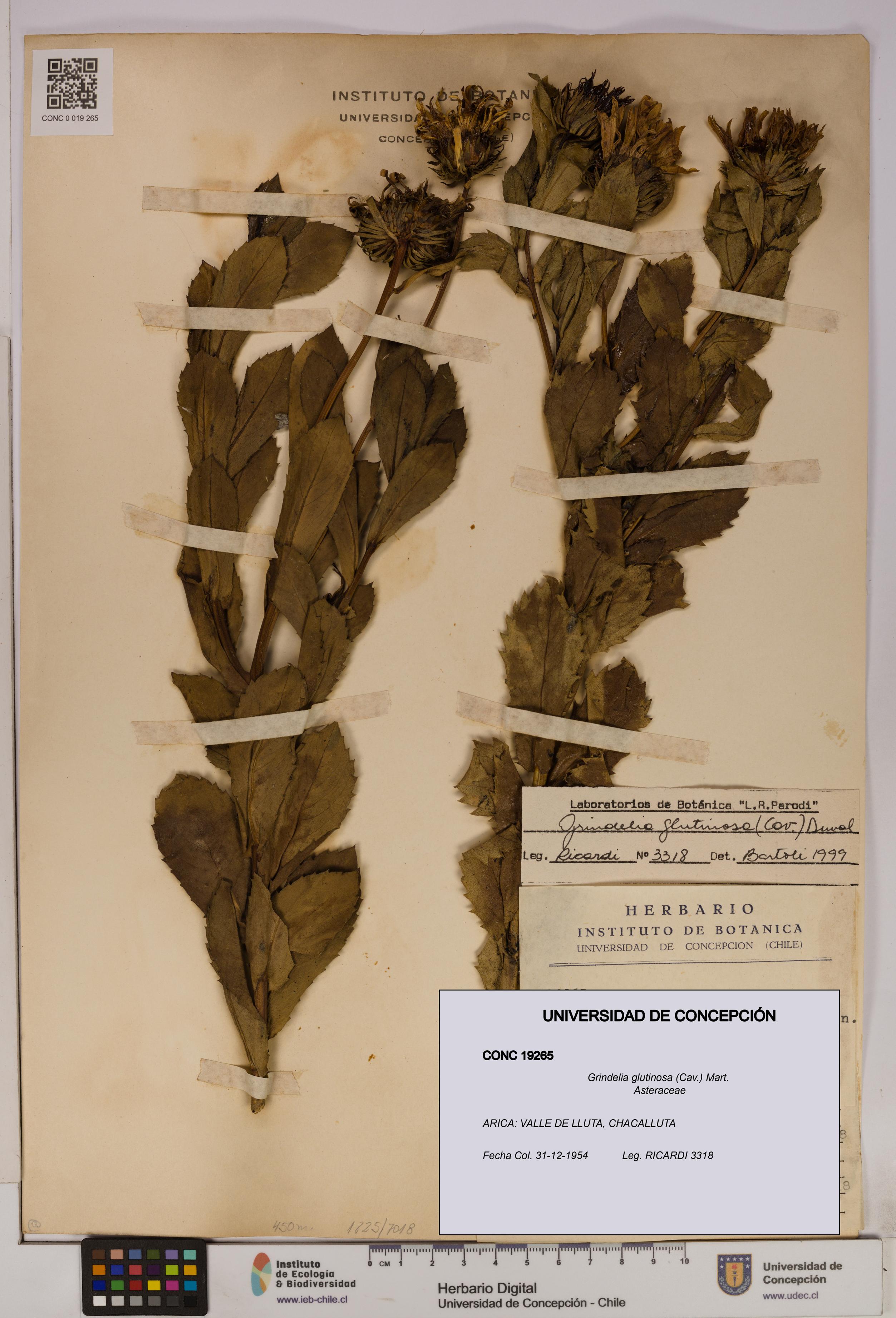 Grindelia glutinosa [Espécimen: UDEC:CONC:0019265]