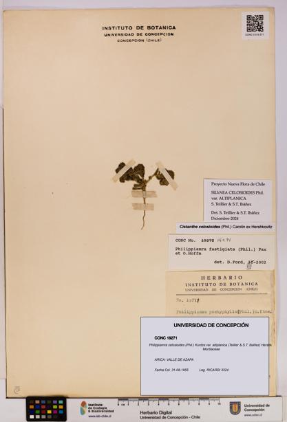 Philippiamra celosioides [Espécimen: ]