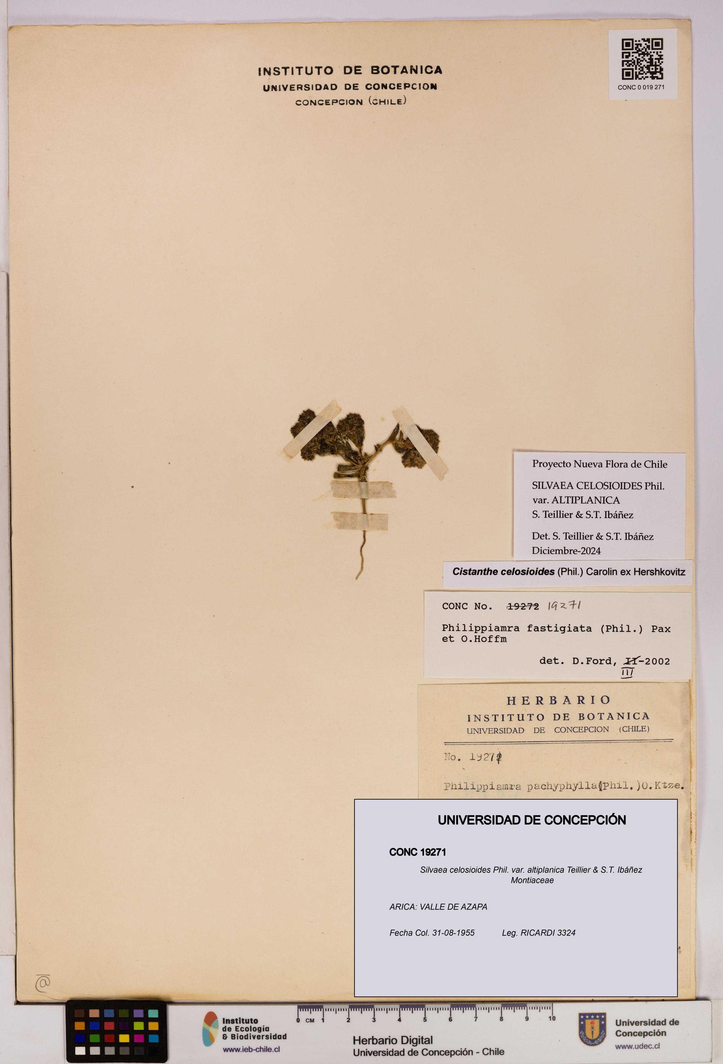 Silvaea celosioides var. altiplanica [Espécimen: UDEC:CONC:0019271]