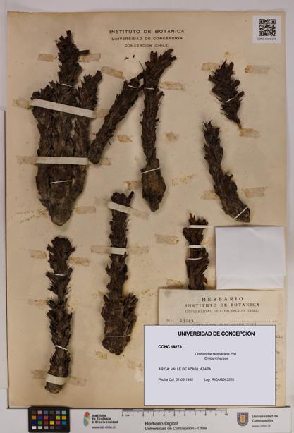 Orobanche tarapacana [Espécimen: UDEC:CONC:0019273]