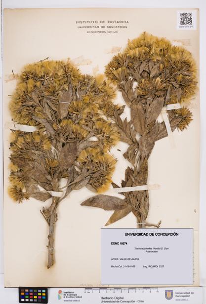 Trixis cacalioides [Espécimen: ]