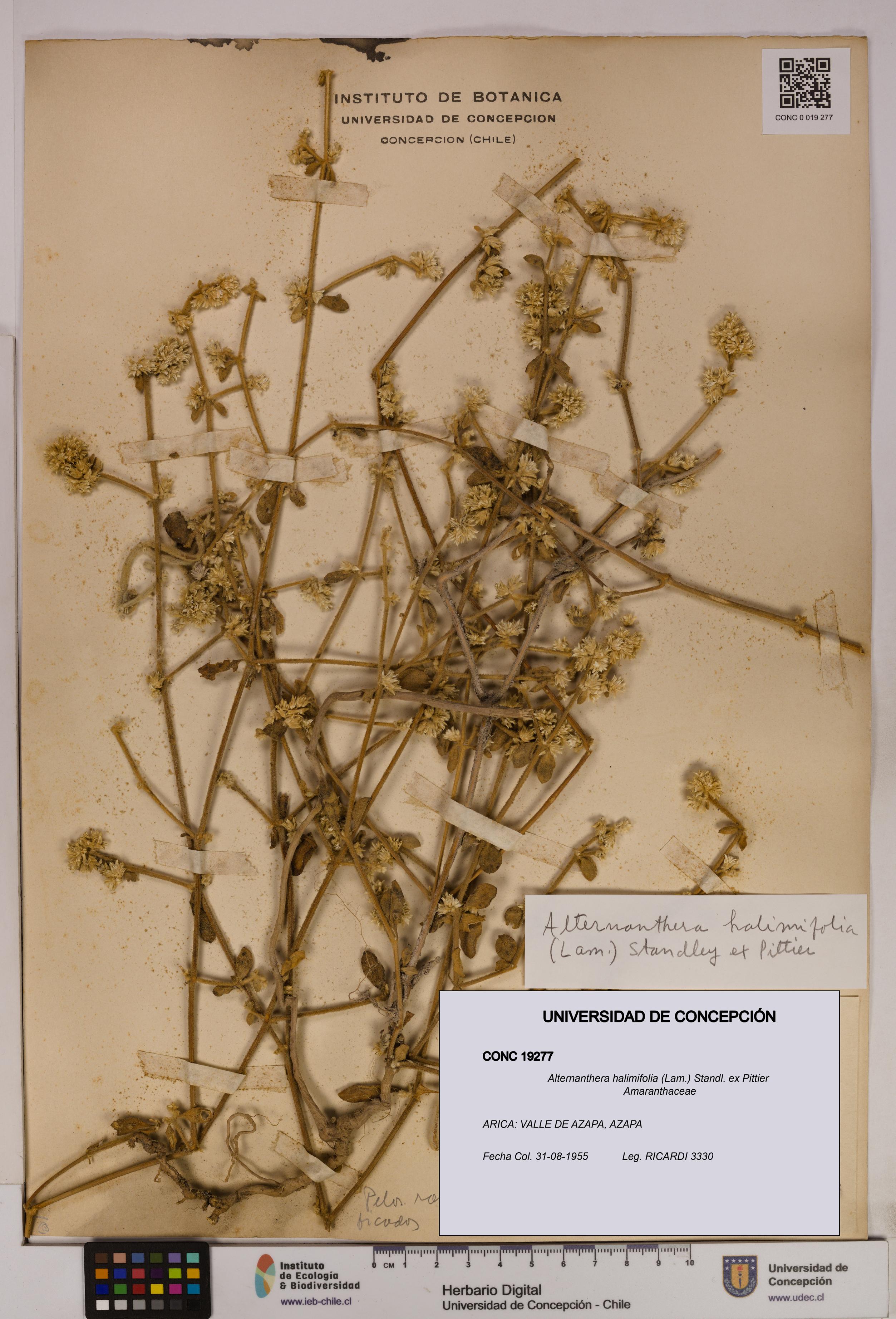 Alternanthera halimifolia [Espécimen: UDEC:CONC:0019277]