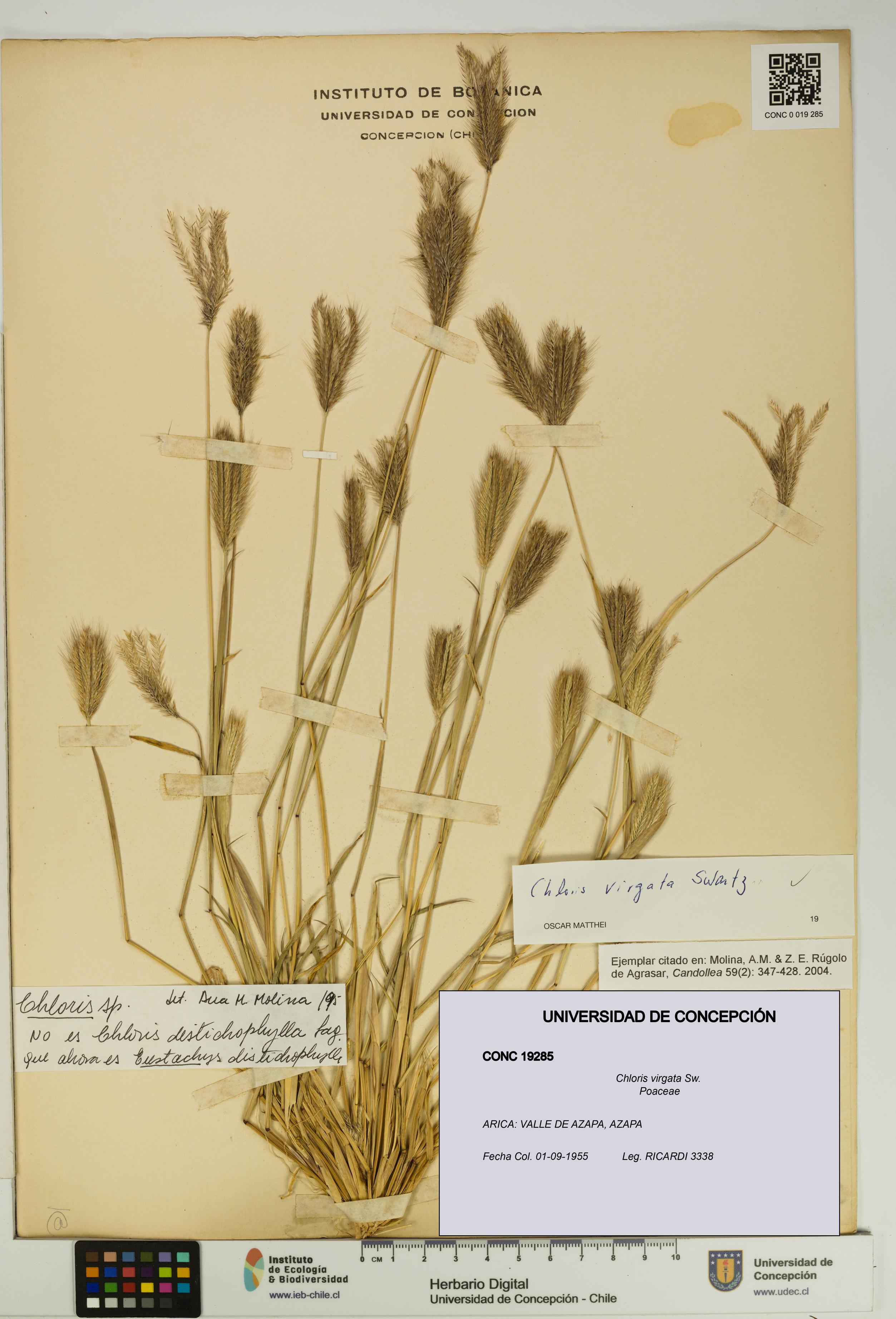 Chloris virgata [Espécimen: UDEC:CONC:0019285]