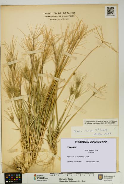 Chloris radiata [Espécimen: UDEC:CONC:0019287]