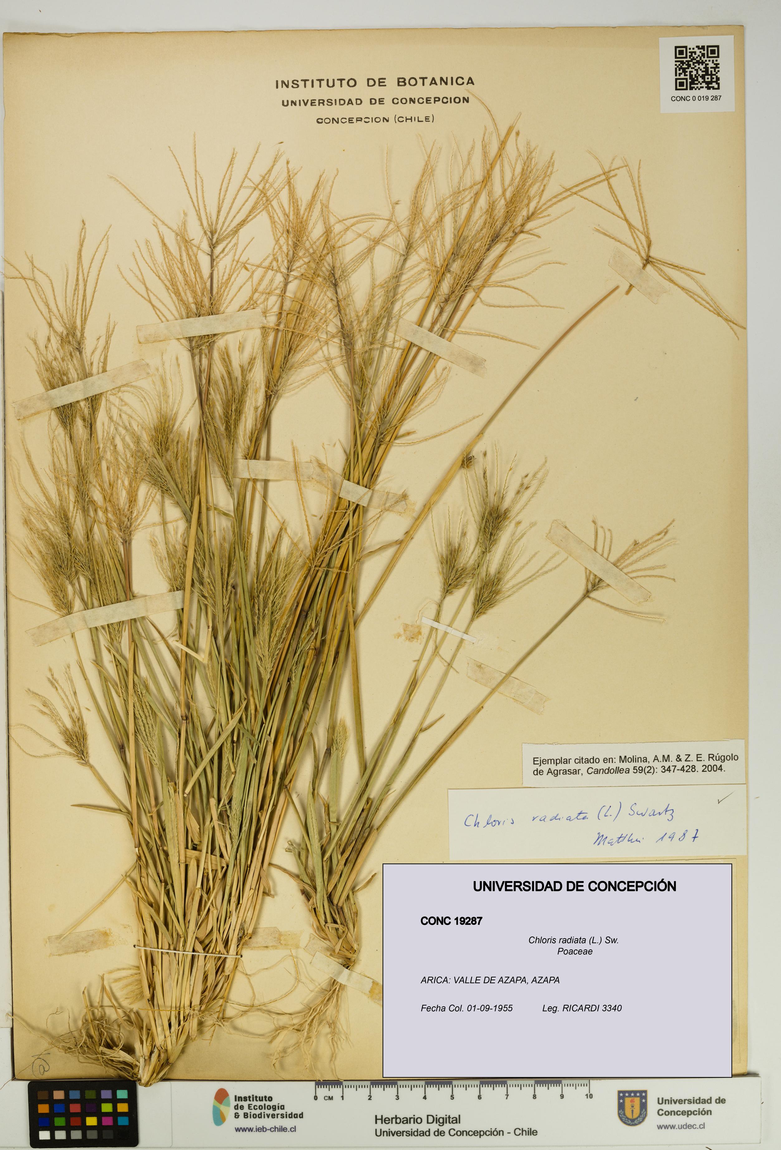 Chloris radiata [Espécimen: UDEC:CONC:0019287]