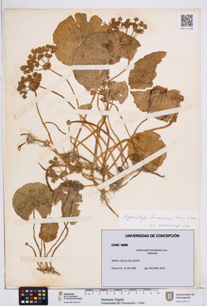 Hydrocotyle bonariensis [Espécimen: ]