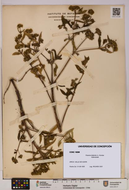 Flaveria bidentis [Espécimen: UDEC:CONC:0019298]