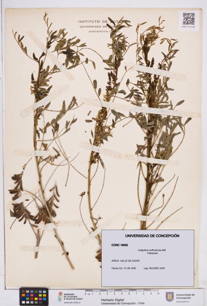 Indigofera suffruticosa [Espécimen: ]