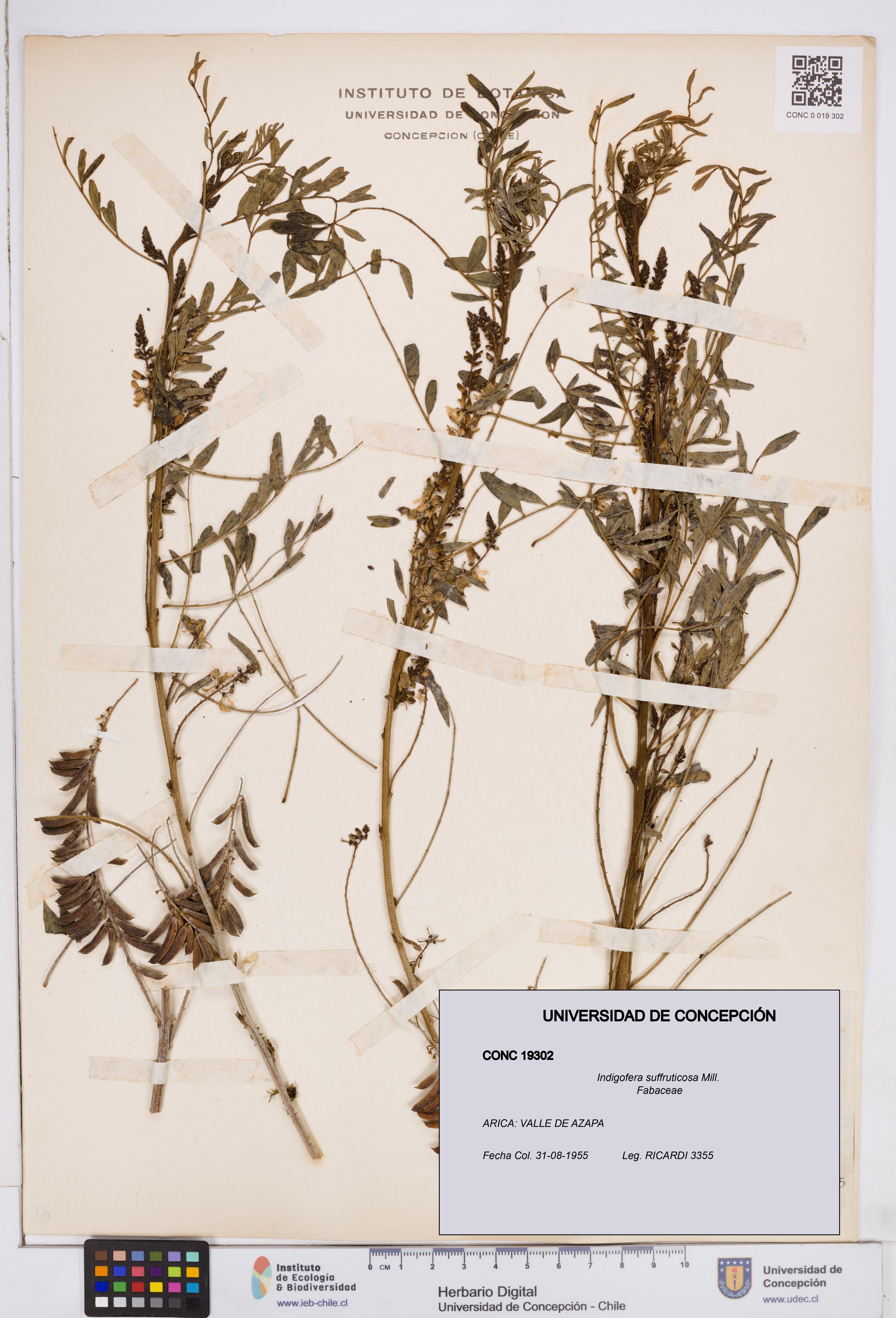 Indigofera suffruticosa [Espécimen: ]