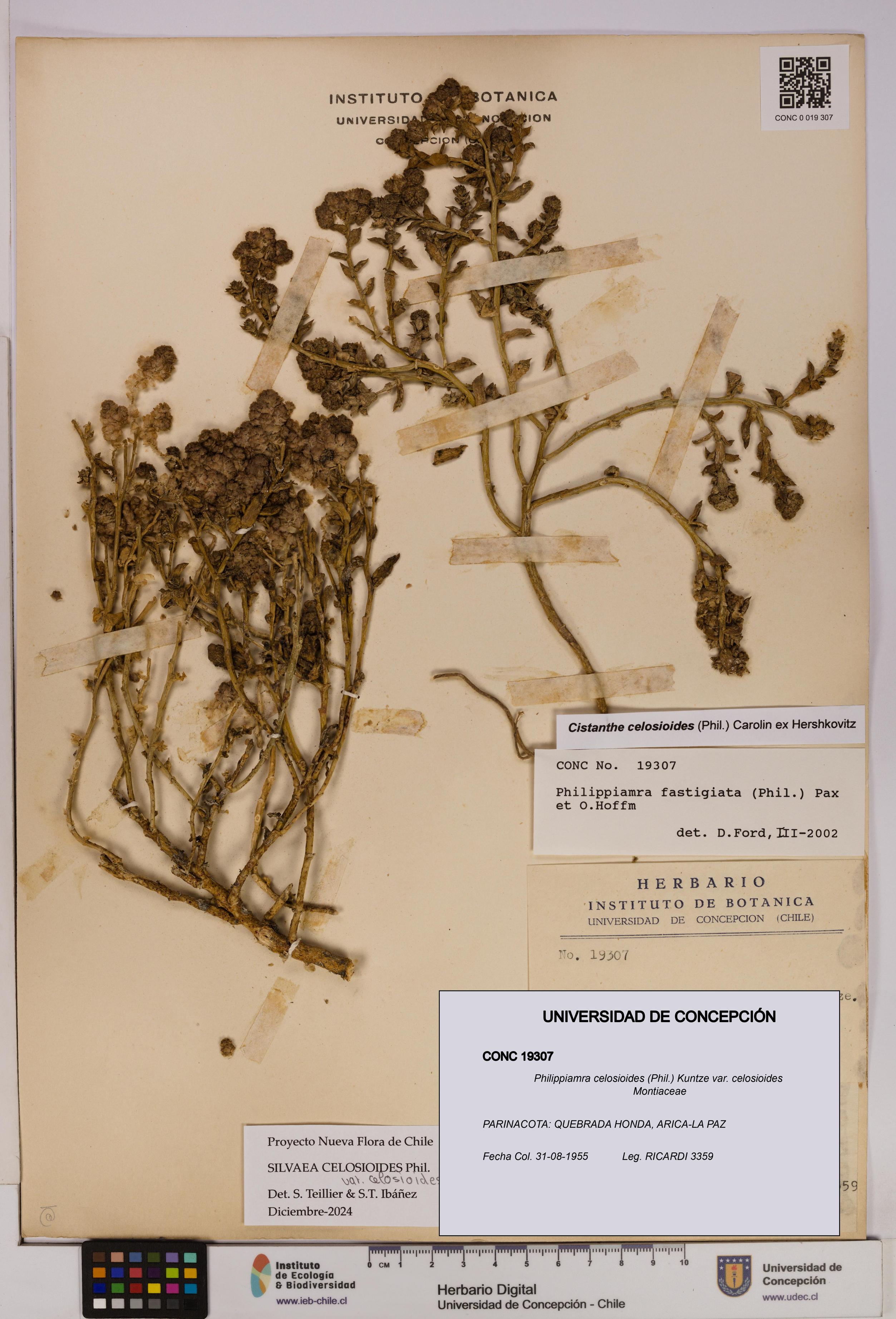 Philippiamra celosioides [Espécimen: ]