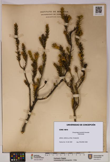 Chuquiraga kuschelii [Espécimen: UDEC:CONC:0019310]