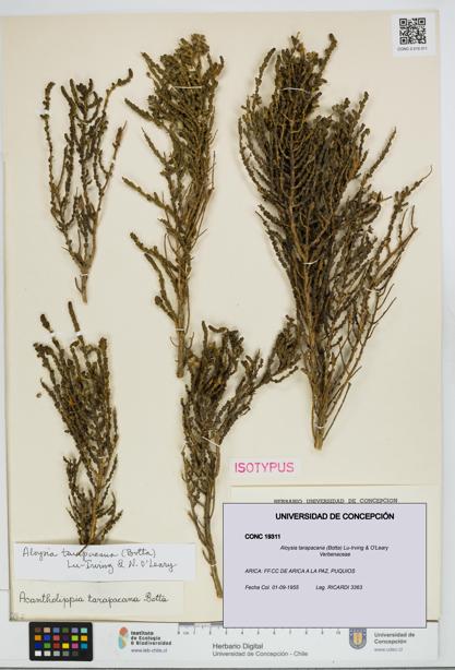 Aloysia tarapacana [Espécimen: UDEC:CONC:0019311]