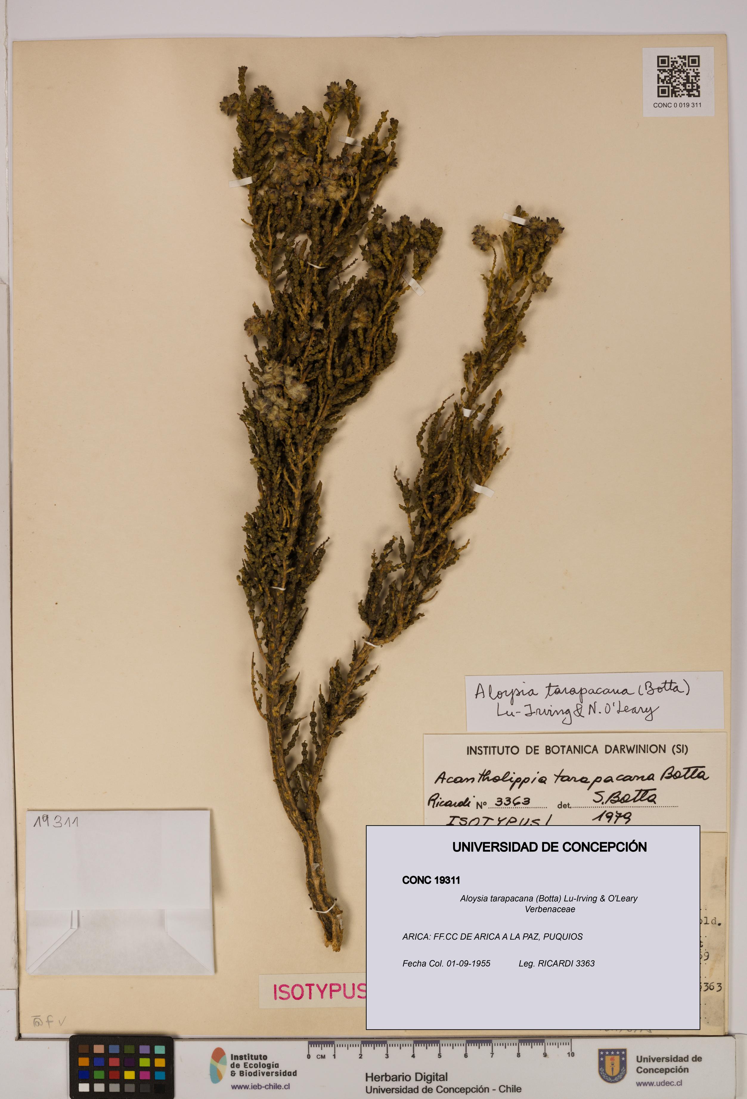 Aloysia tarapacana [Espécimen: UDEC:CONC:0019311]