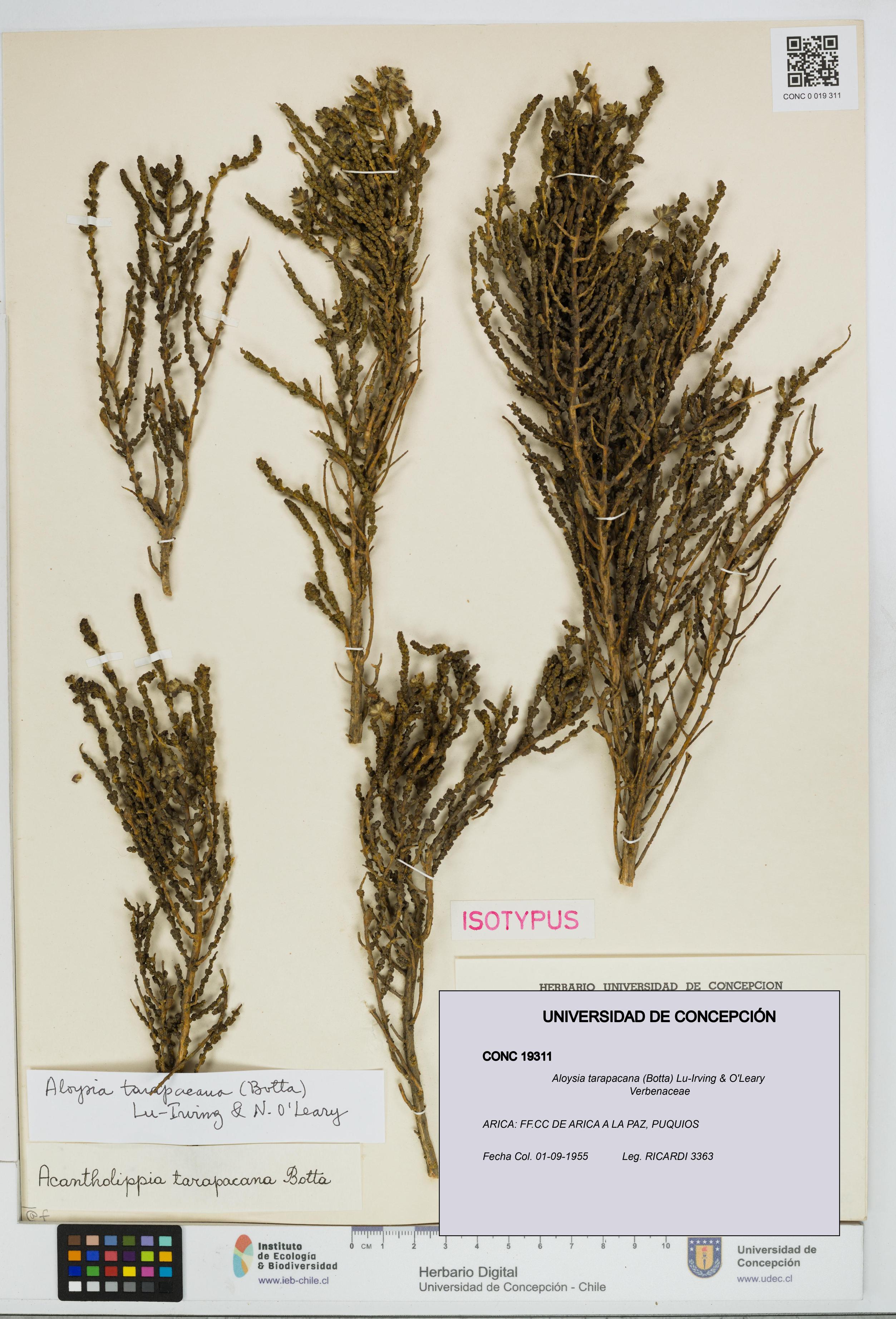 Aloysia tarapacana [Espécimen: UDEC:CONC:0019311]