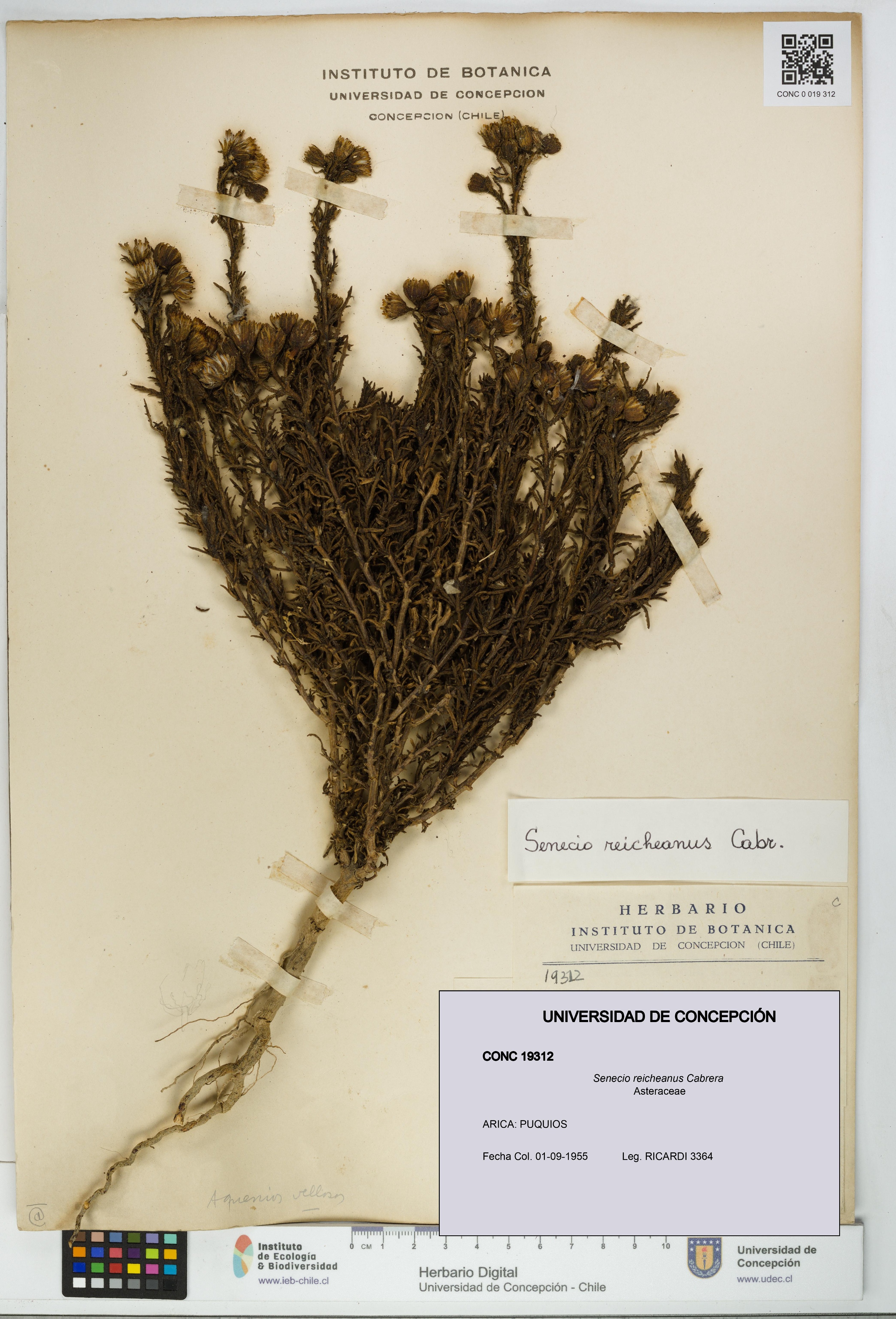 Senecio reicheanus [Espécimen: UDEC:CONC:0019312]