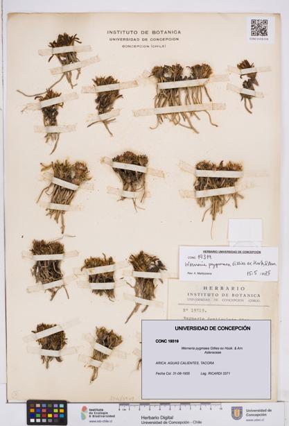 Werneria pygmaea [Espécimen: ]