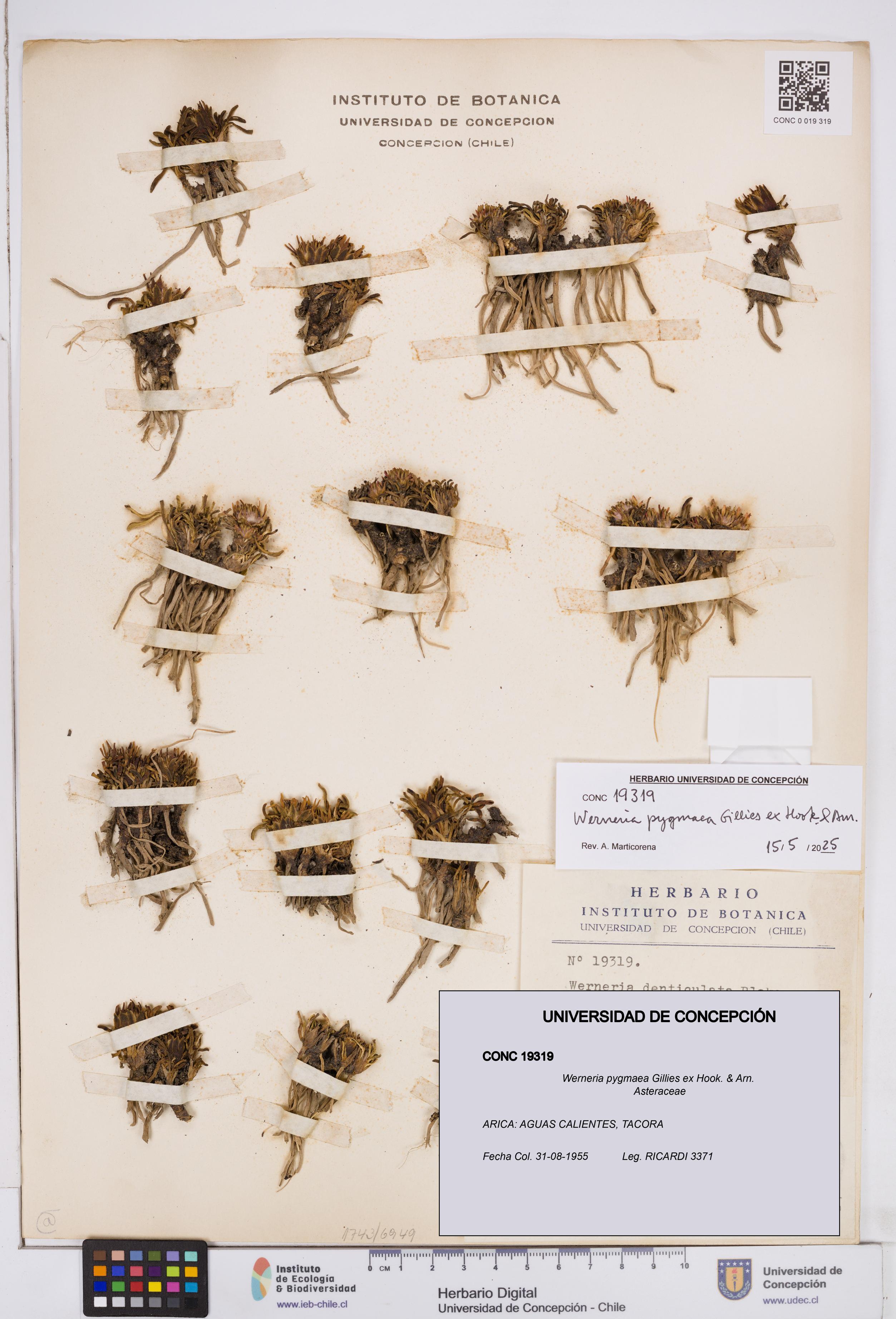 Werneria pygmaea [Espécimen: ]