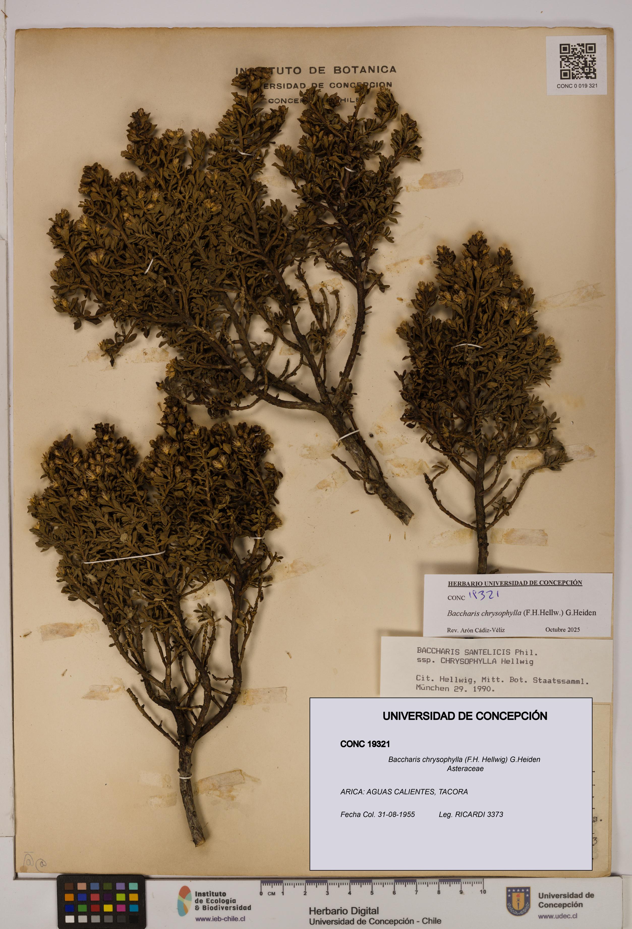 Baccharis chrysophylla [Espécimen: UDEC:CONC:0019321]