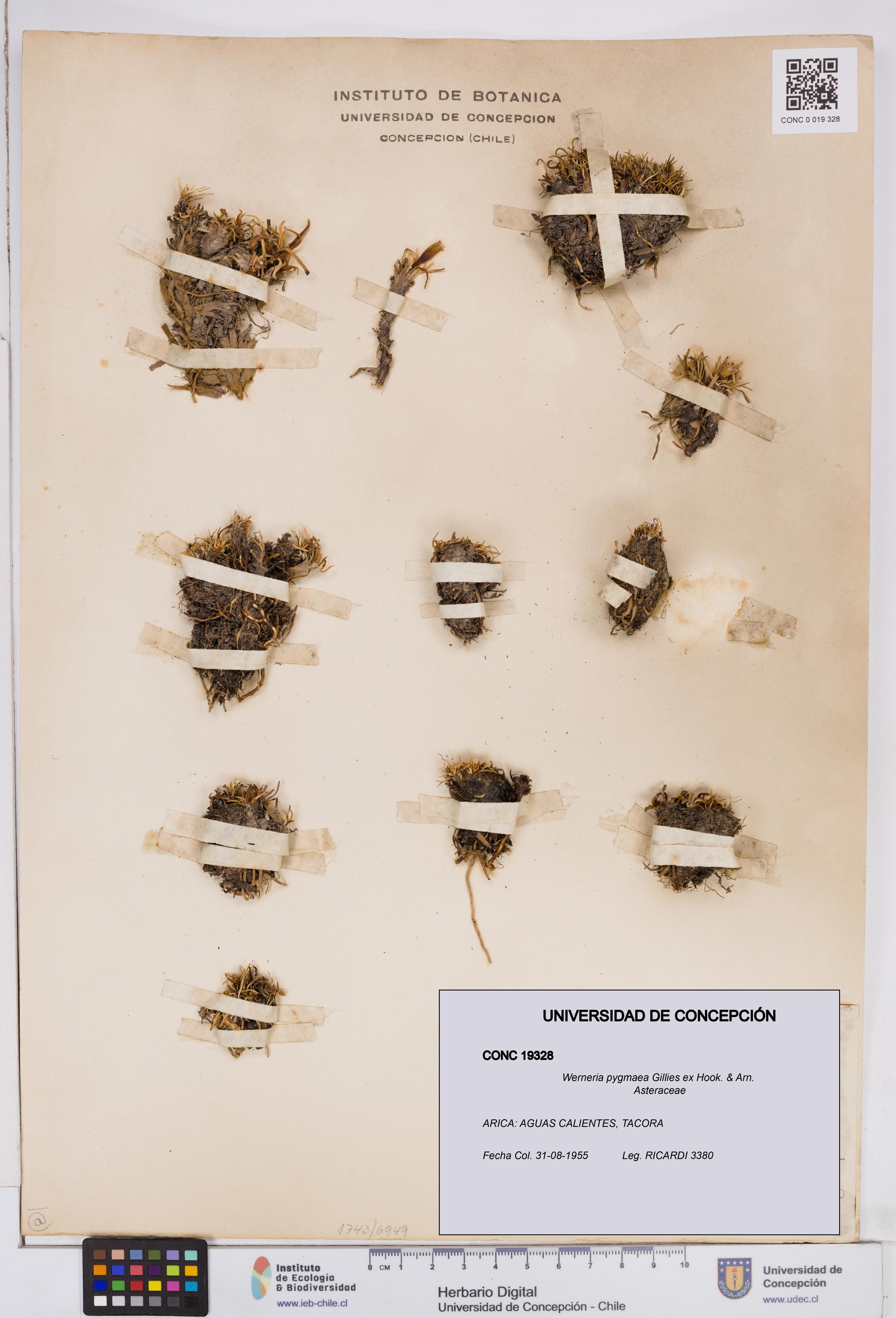 Werneria pygmaea [Espécimen: ]