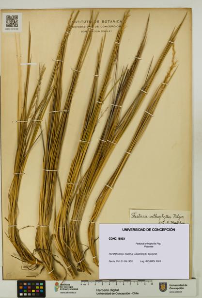 Festuca orthophylla [Espécimen: UDEC:CONC:0019333]