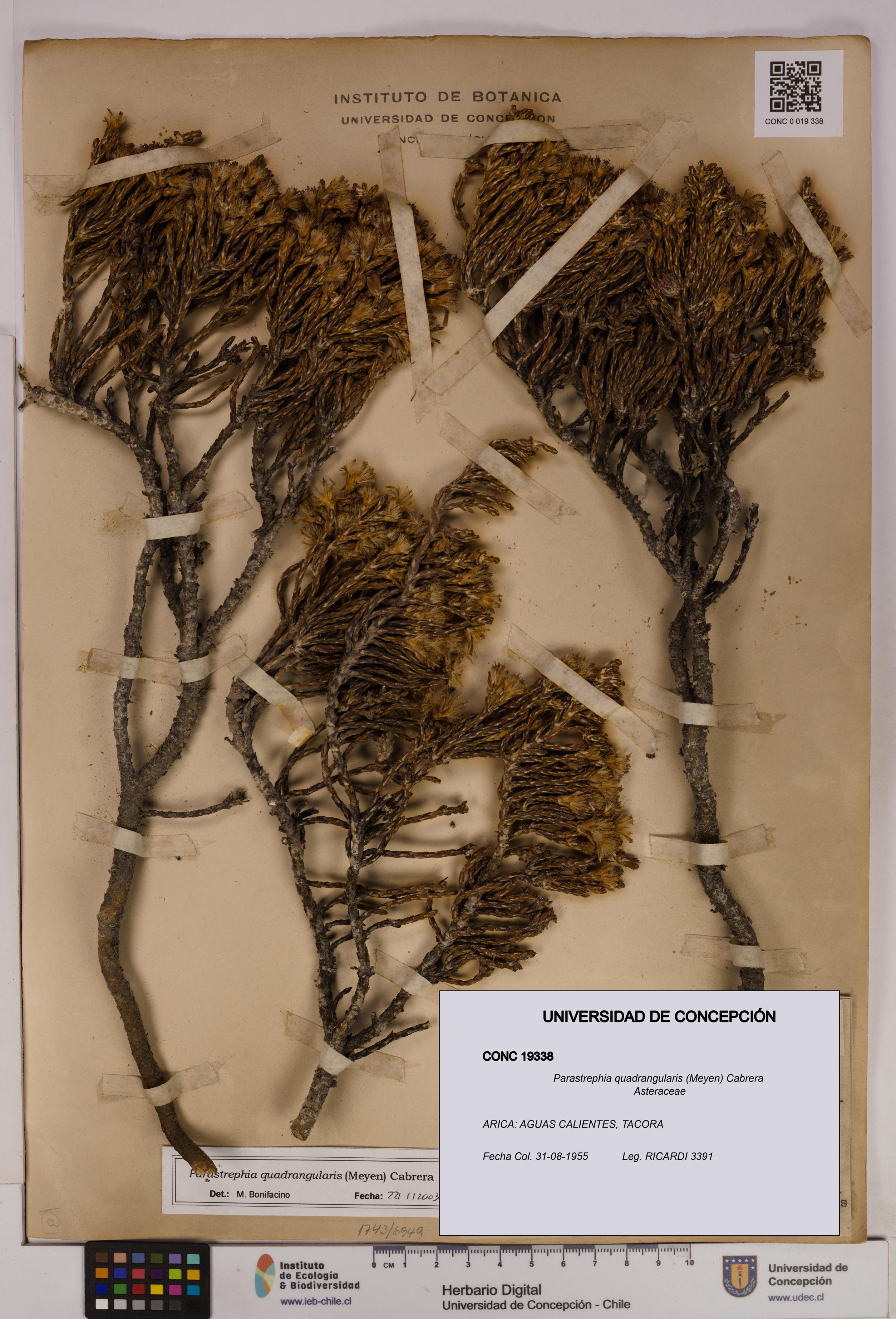 Parastrephia quadrangularis [Espécimen: UDEC:CONC:0019338]