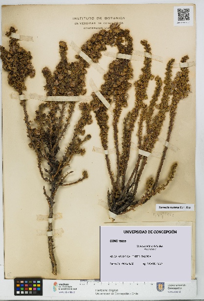 Senecio nutans [Espécimen: UDEC:CONC:0019339]