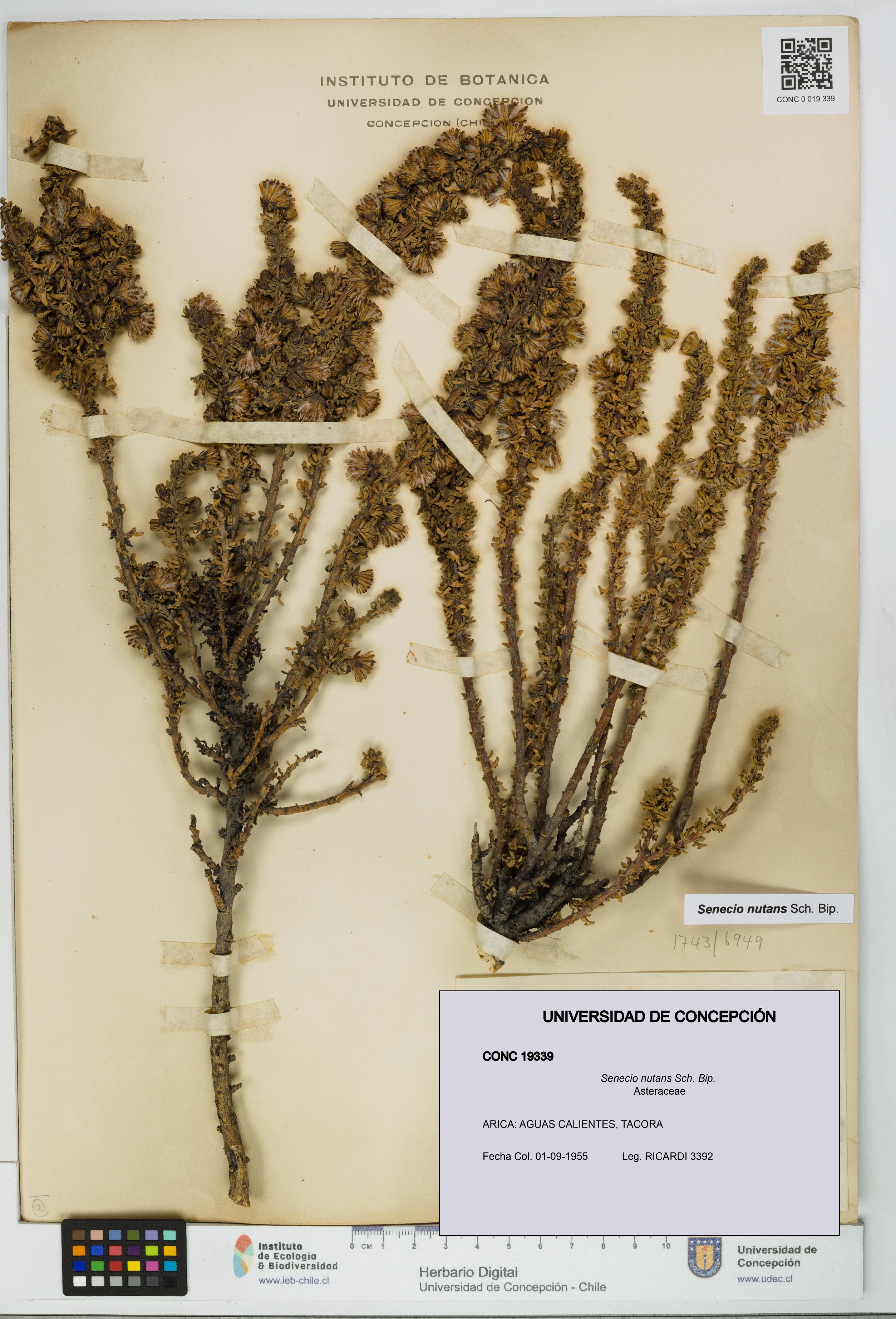 Senecio nutans [Espécimen: UDEC:CONC:0019339]