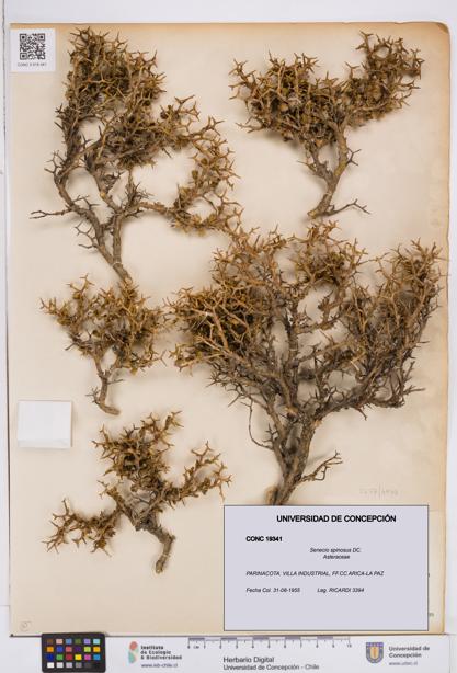 Senecio spinosus [Espécimen: ]