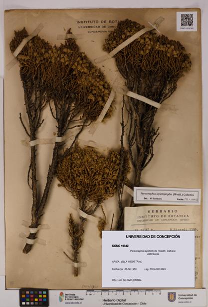 Parastrephia lepidophylla [Espécimen: UDEC:CONC:0019342]