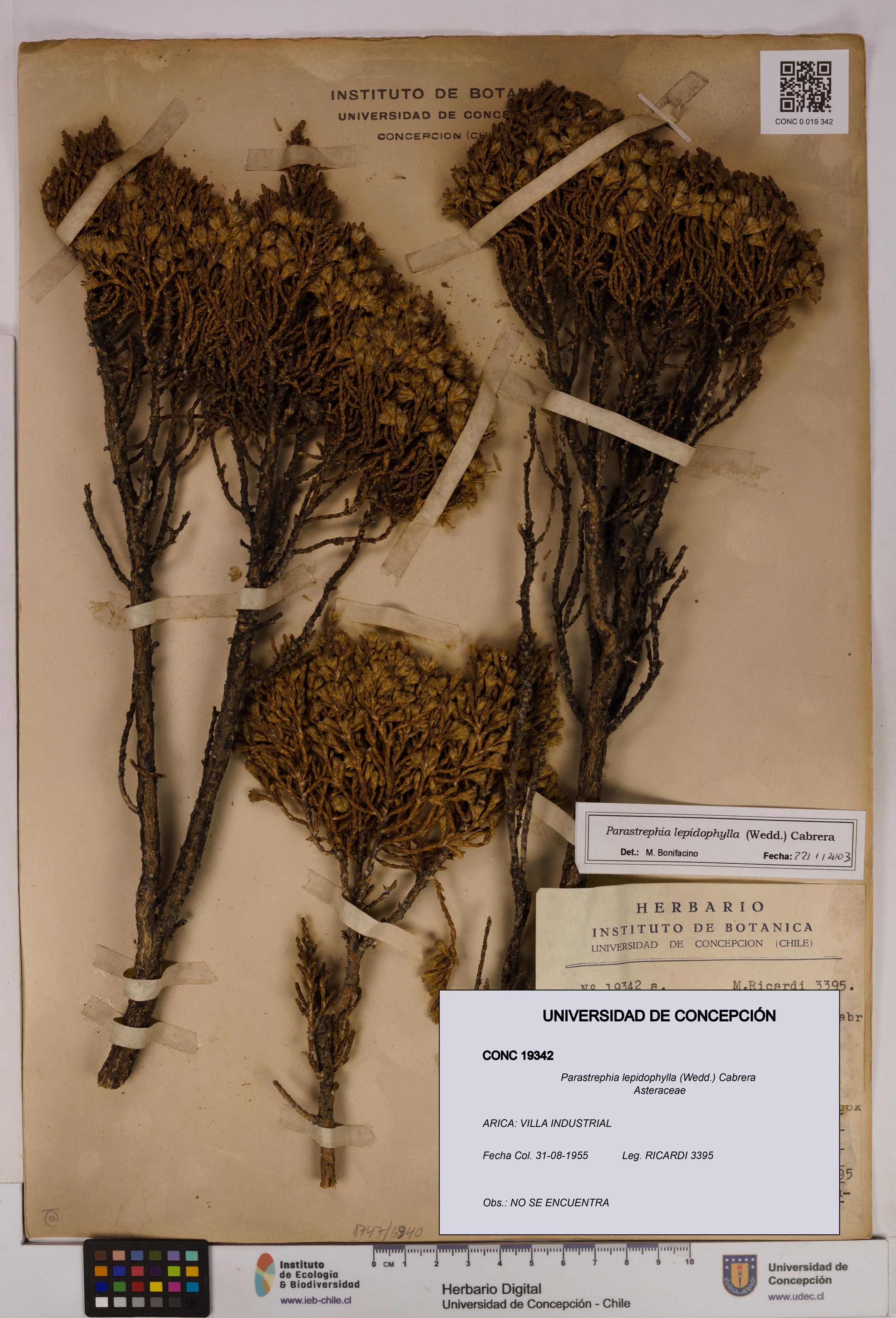 Parastrephia lepidophylla [Espécimen: UDEC:CONC:0019342]