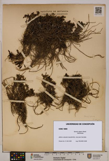 Senecio algens [Espécimen: UDEC:CONC:0019353]