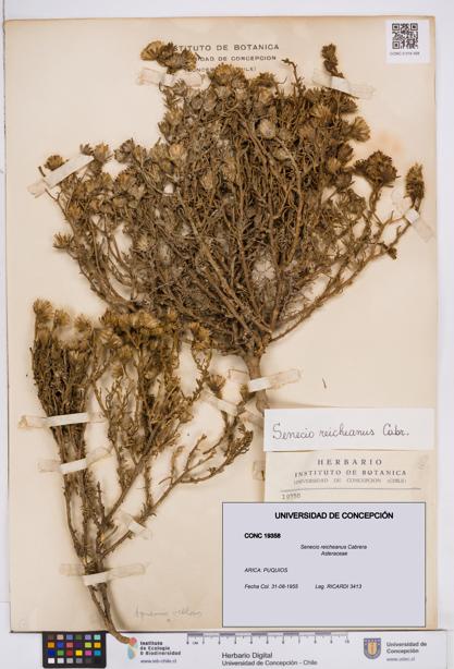 Senecio reicheanus [Espécimen: ]