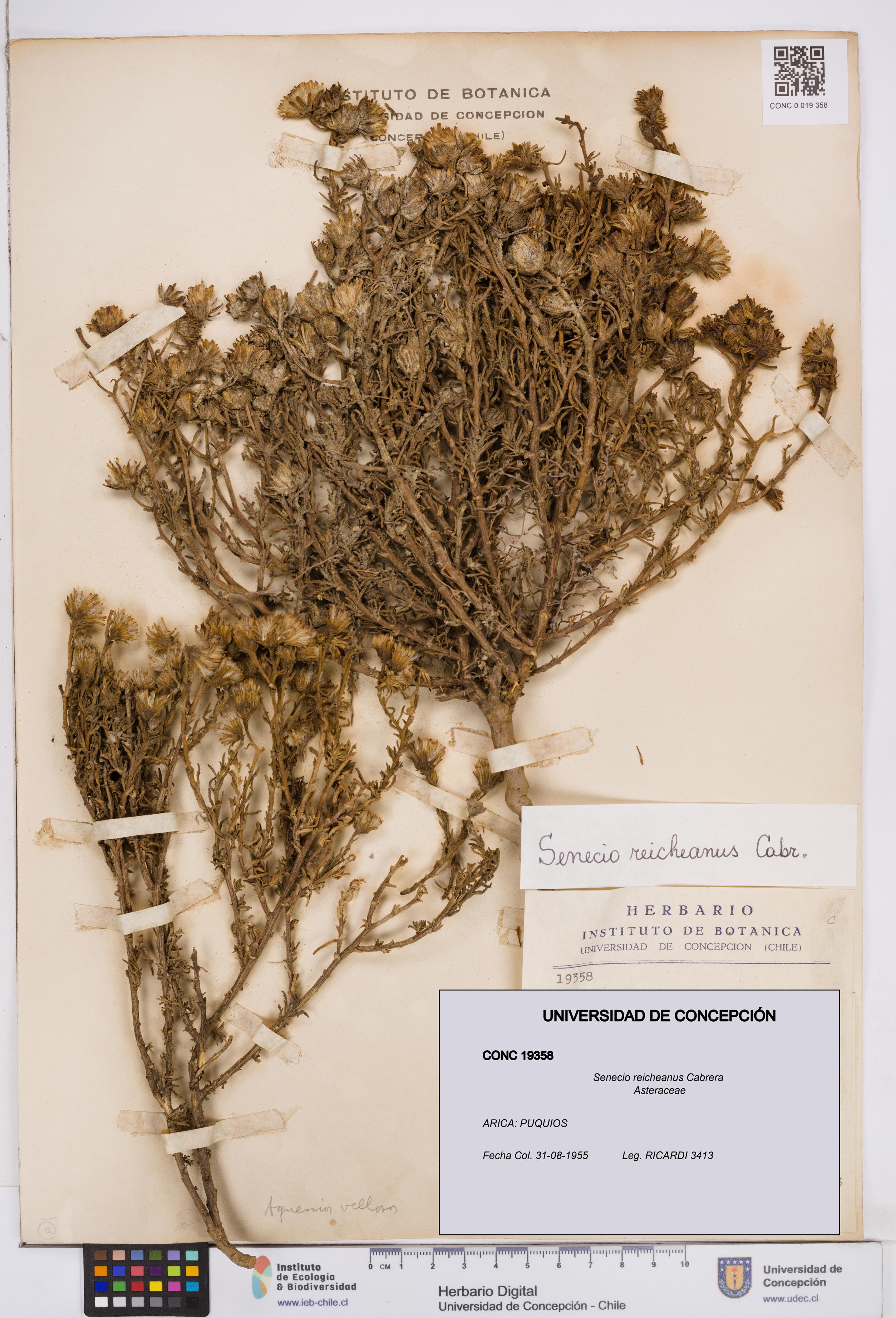 Senecio reicheanus [Espécimen: ]