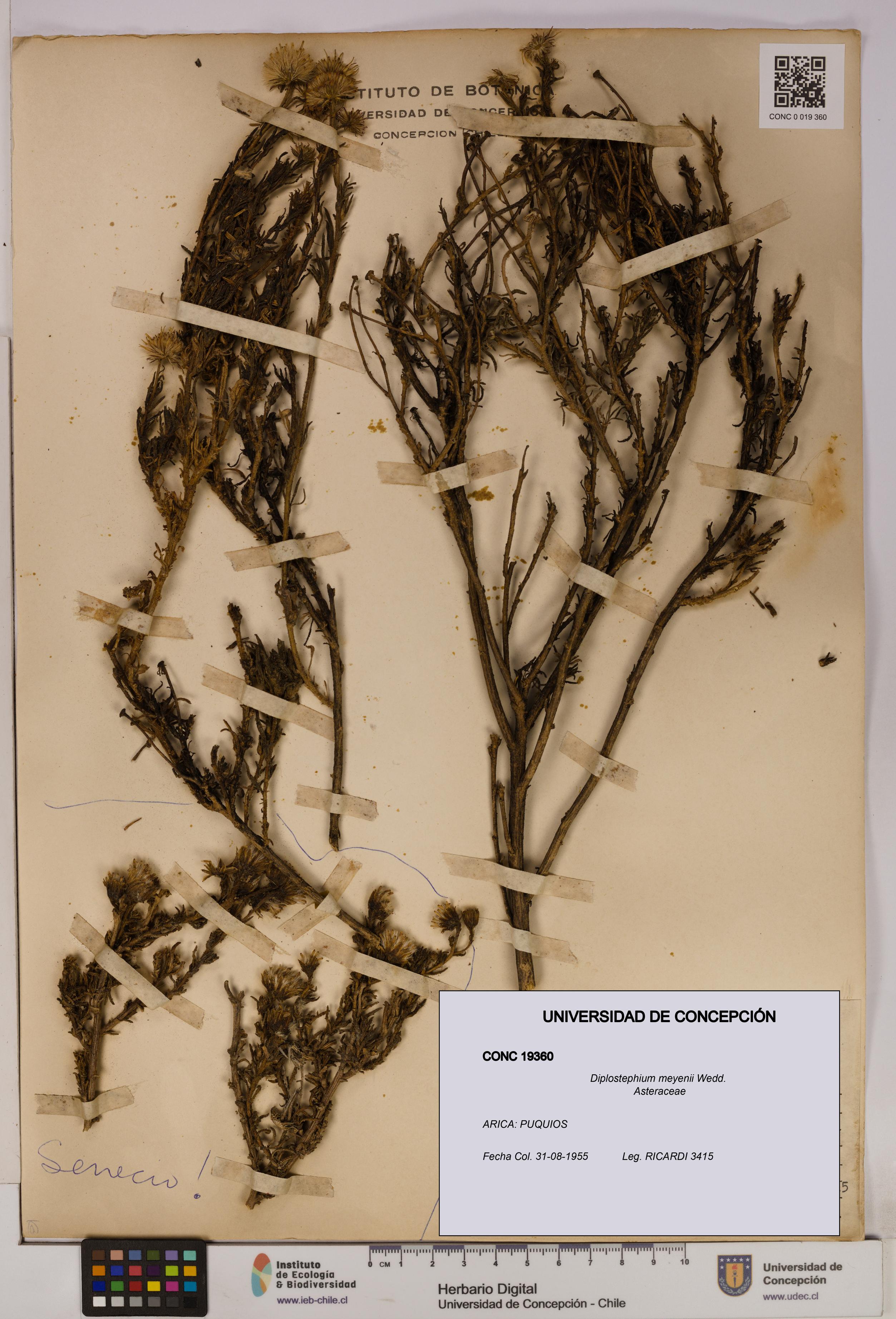 Diplostephium meyenii [Espécimen: UDEC:CONC:0019360]