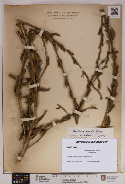 Oenothera rubida [Espécimen: UDEC:CONC:0019382]