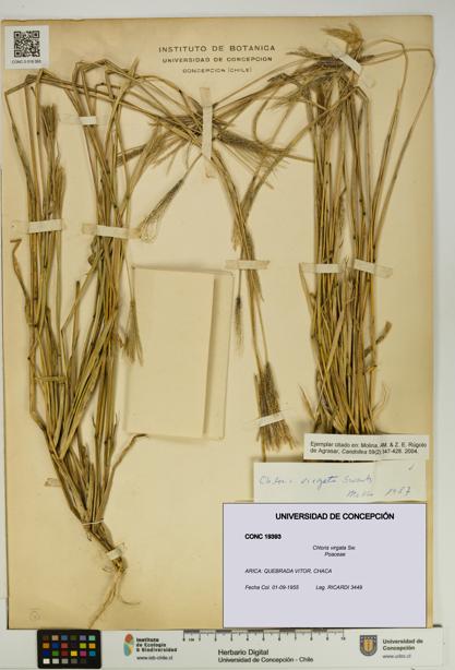 Chloris virgata [Espécimen: UDEC:CONC:0019393]