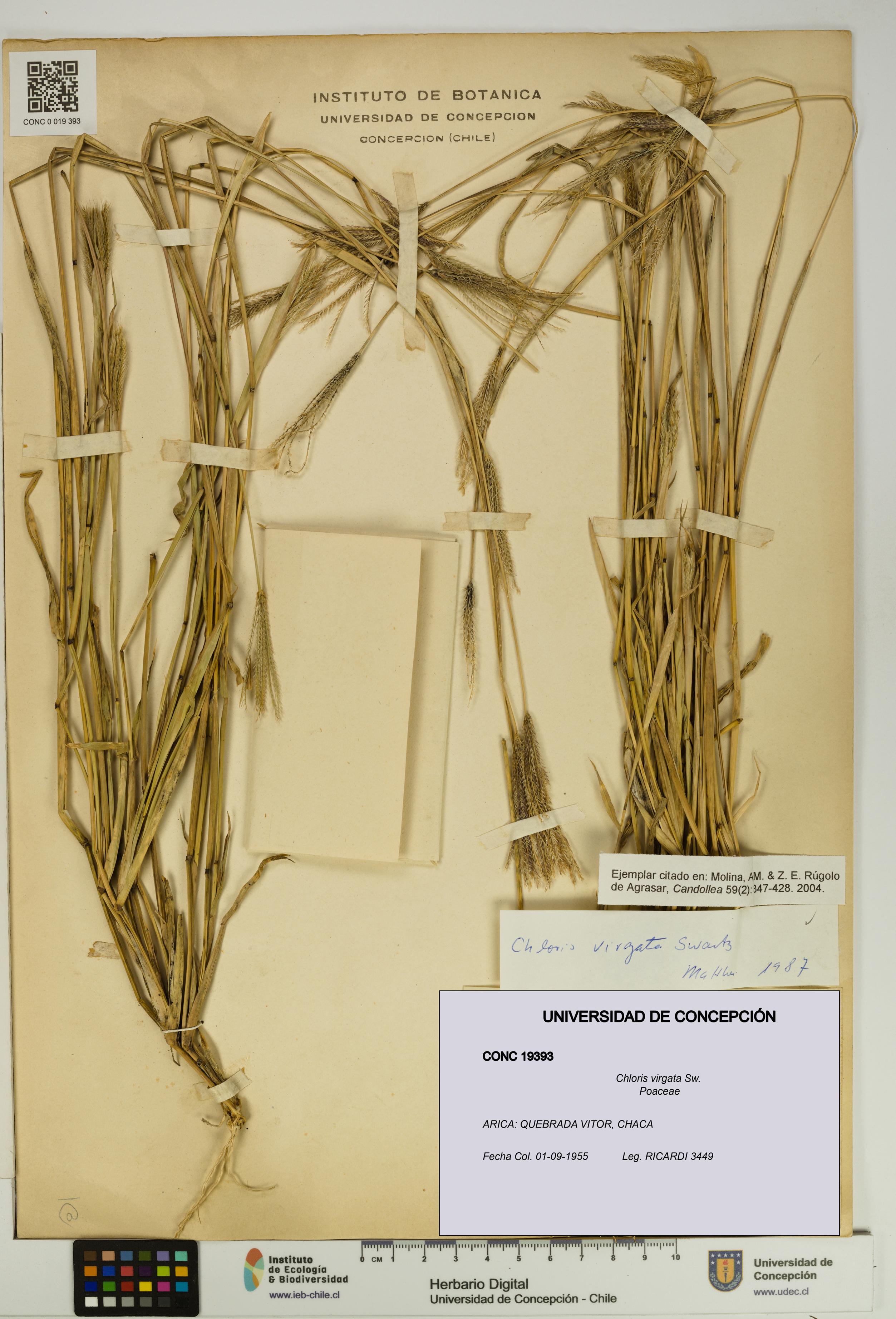 Chloris virgata [Espécimen: UDEC:CONC:0019393]